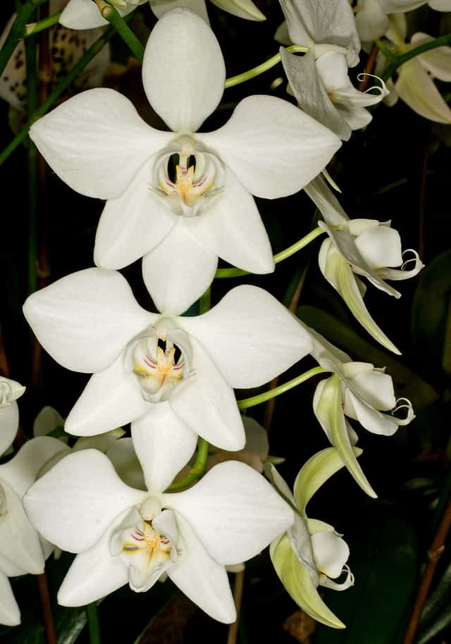 Orquídea-borboleta