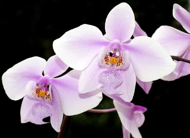 Orquídea de Schiller