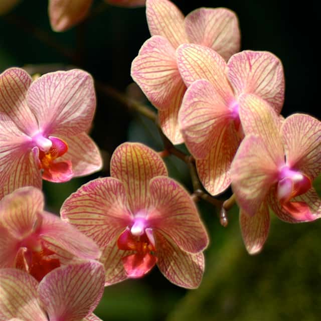 Orquídea Mariposa