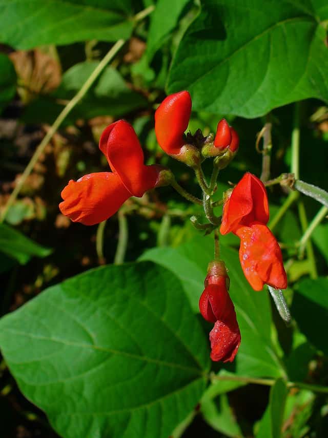Scarlet Runner Bean