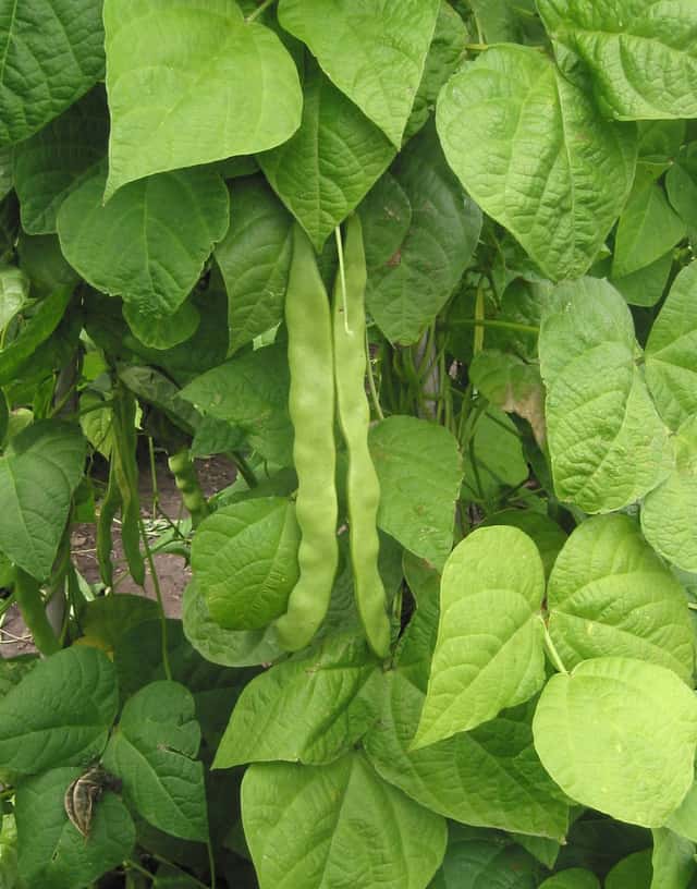 Common Bean
