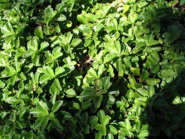 Sedum de Kamchatka