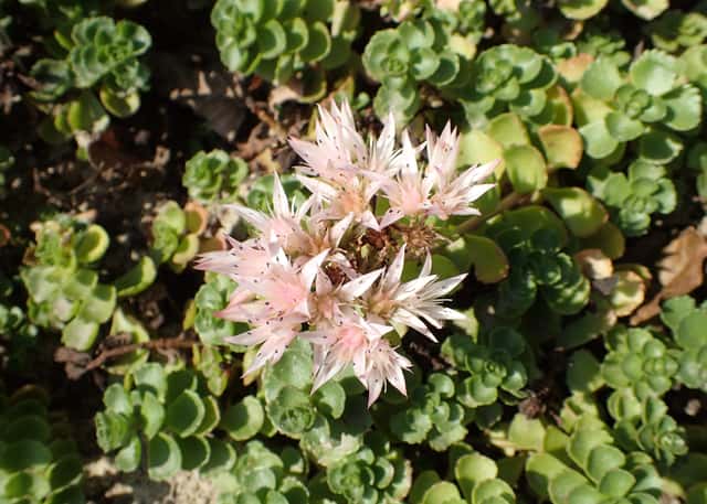 Sedum Caucasiano