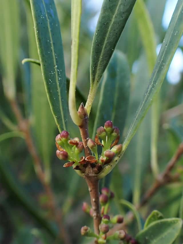 Labiérnago estrecho