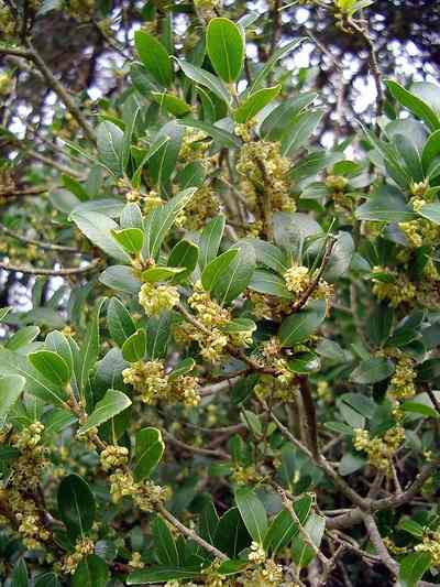 Green Olive Tree