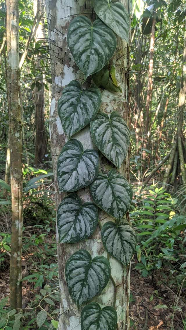 Filodendro de Hoja Plateada