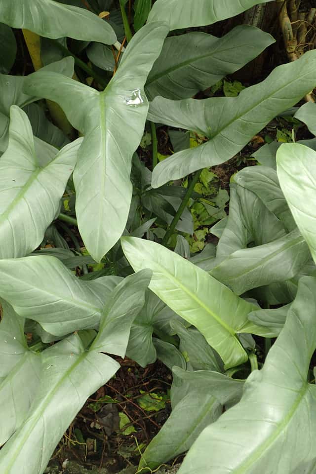 Filodendron kopinatý