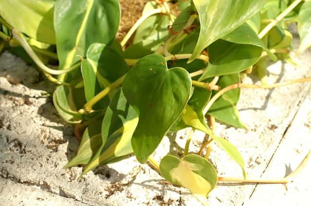 Filodendron 'Brasil'