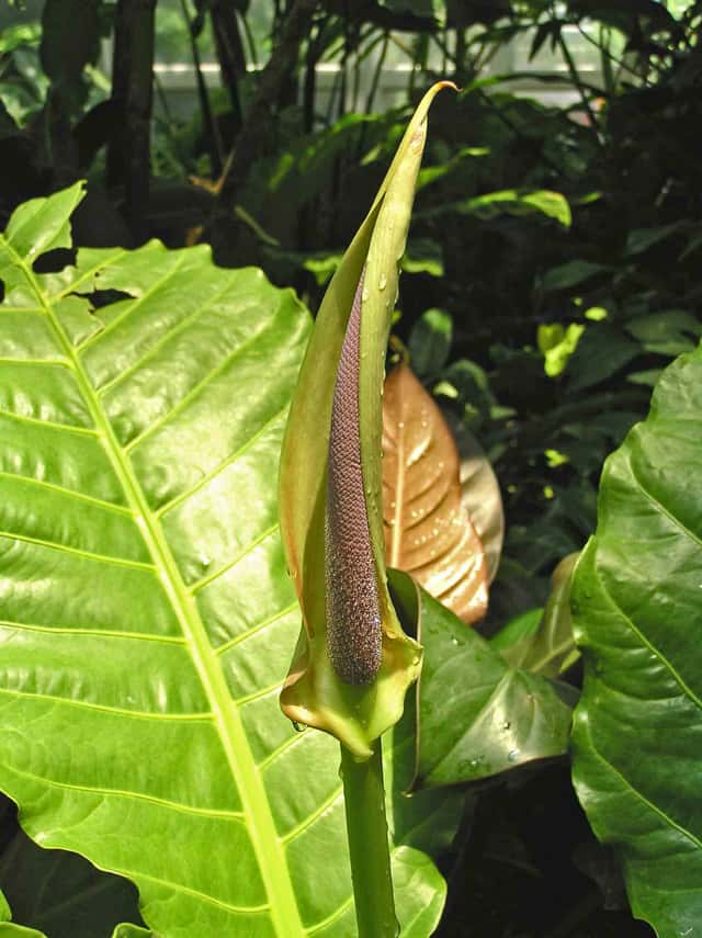Philodendron 'Imperial Red'