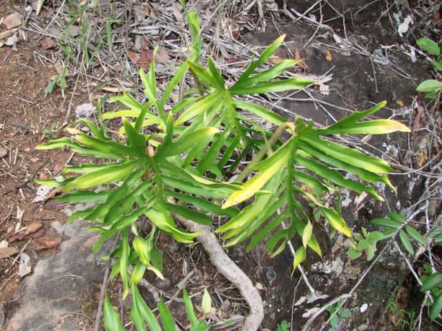 Mayo's Philodendron