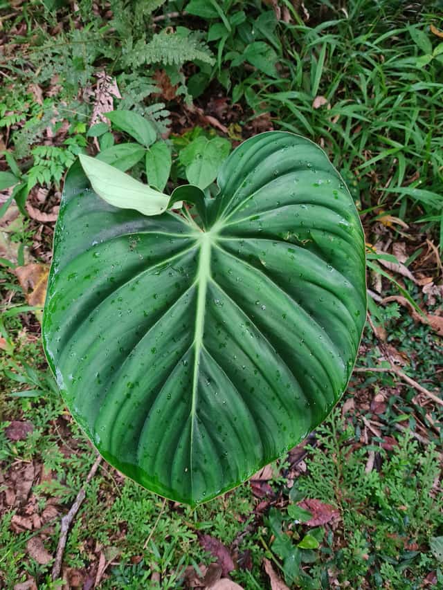 Filodendro Pastazanum