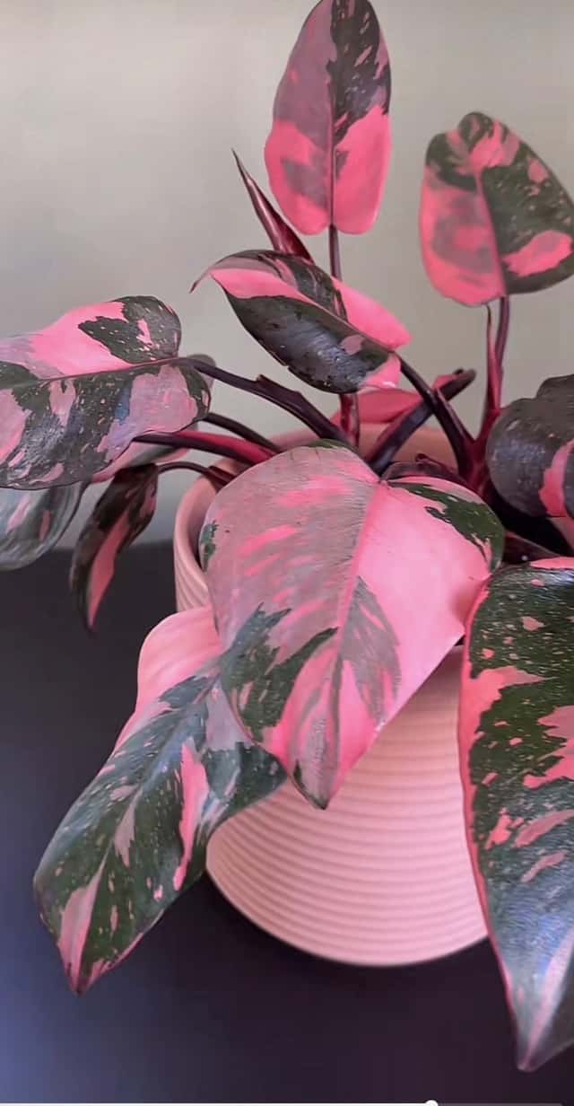 Philodendron Pink Princess