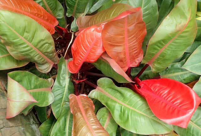 Prince of Orange Philodendron