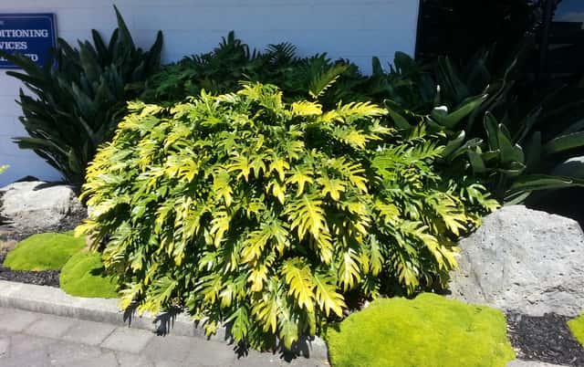 Xanadu Philodendron