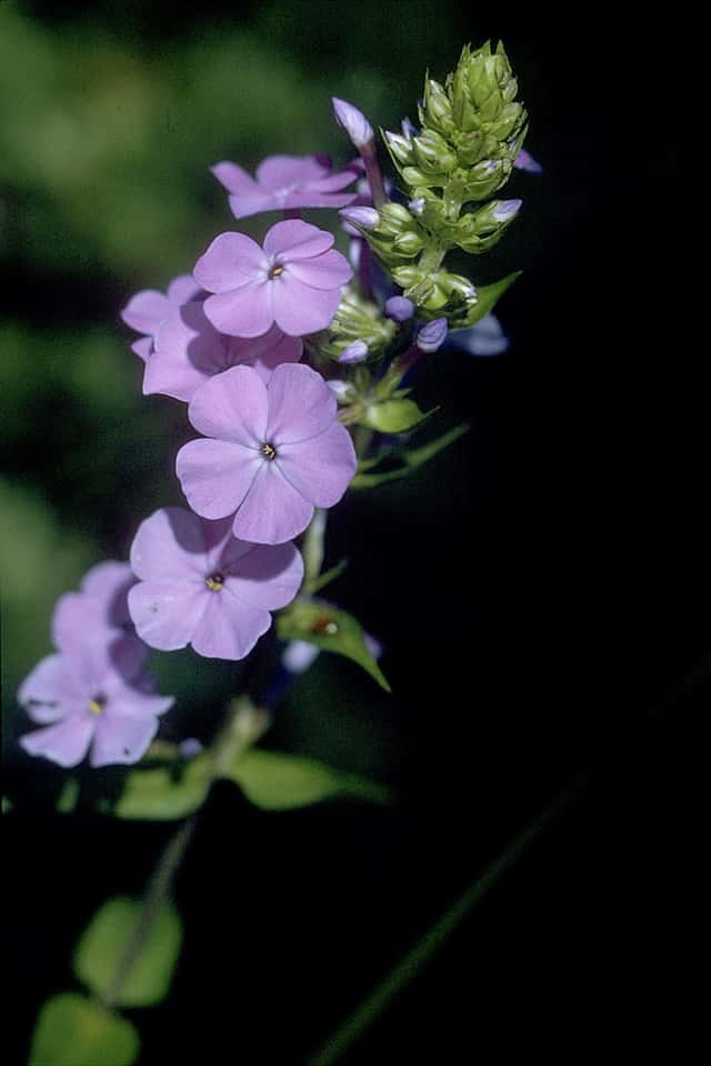Wild Sweet William