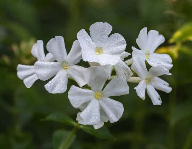 Garden Phlox