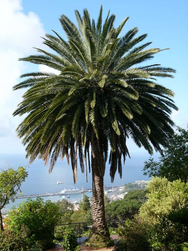 Canary Island Date Palm