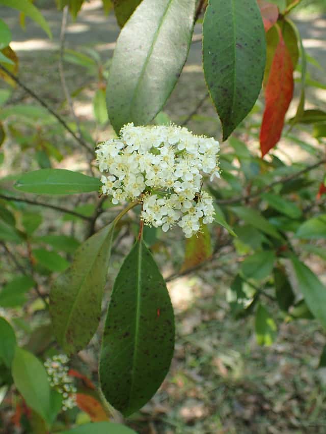 Fotínia (gênero)