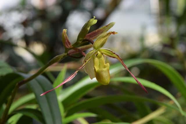 Střevíčník (Phragmipedium)