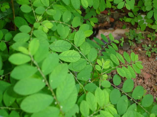 Phyllanthus