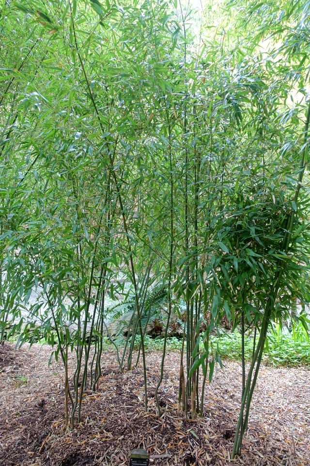 Keltauurrebambu