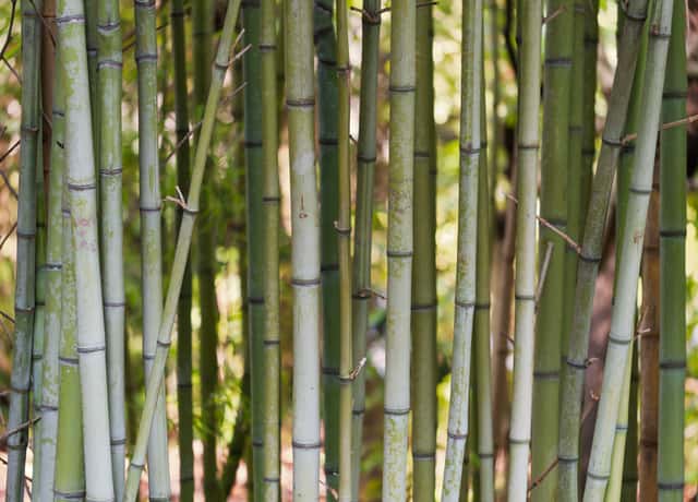 Bambu-moso