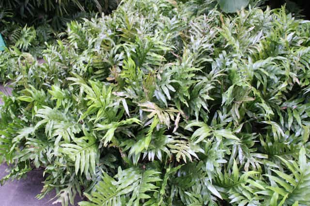 Samambaia-da-Jamaica