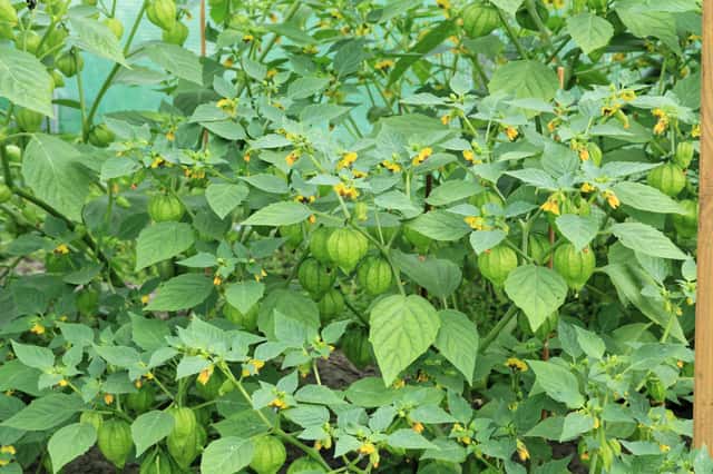 Tomatillo