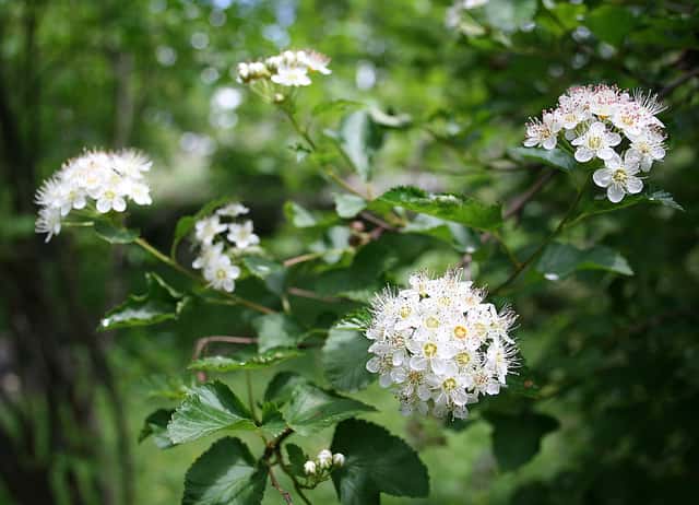 Ninebark Común