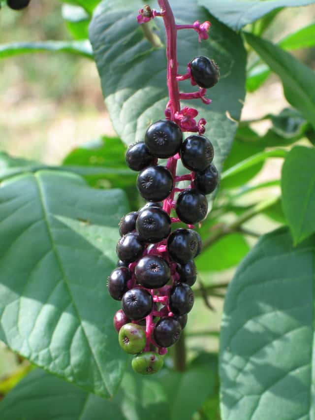 Caruru-de-comer / Tinta-de-tirana (gênero)