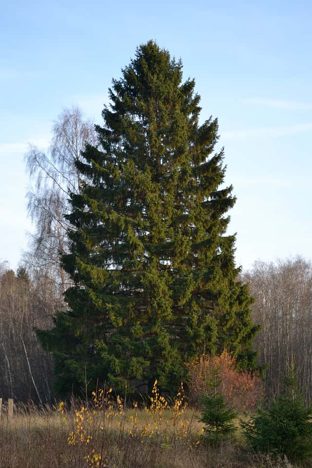 Espruce-da-Noruega