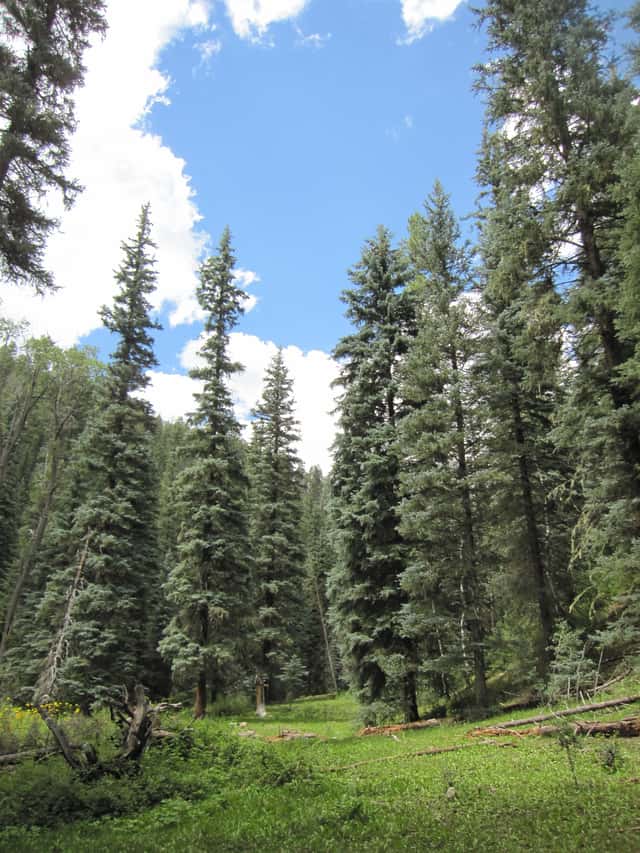 Pícea azul de Colorado