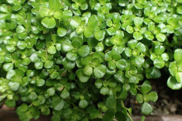 Depressa Pilea