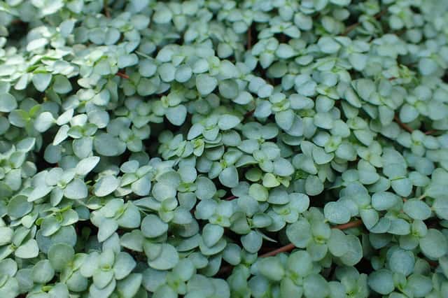 Pilea Prateada