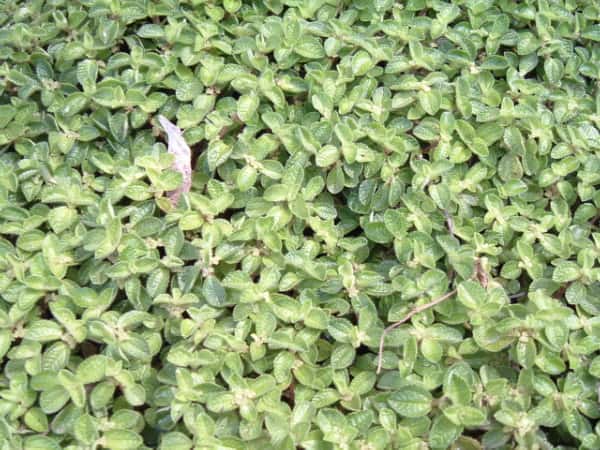 Plazivá Pilea