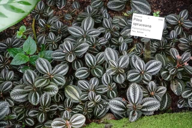 Sølvpilea