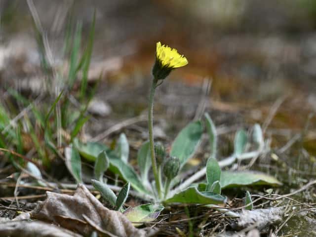 Pilosella officinarum