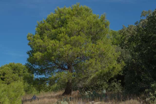 Aleppo pine
