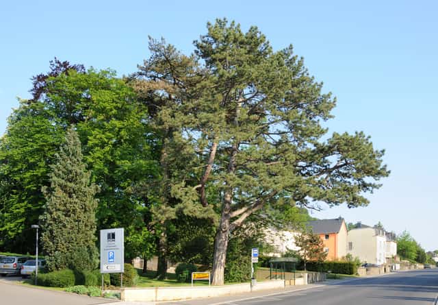 Austrian Pine
