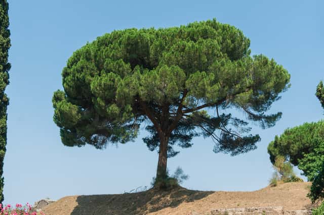 Stone Pine