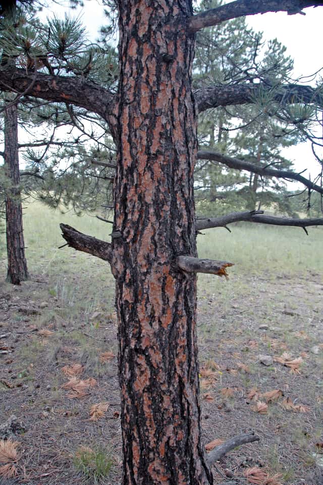 Pinheiro-ponderosa