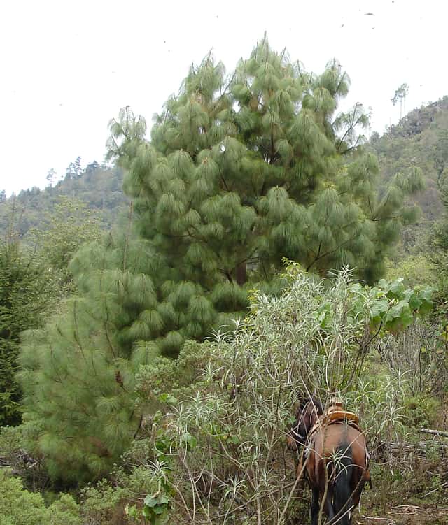 Smooth-bark Mexican Pine
