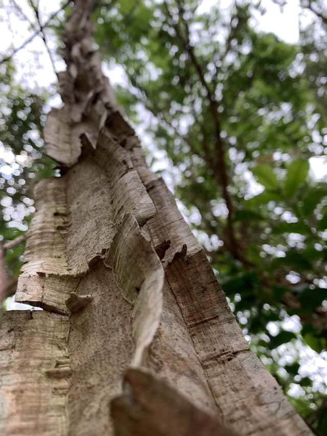 Alligatorbaum