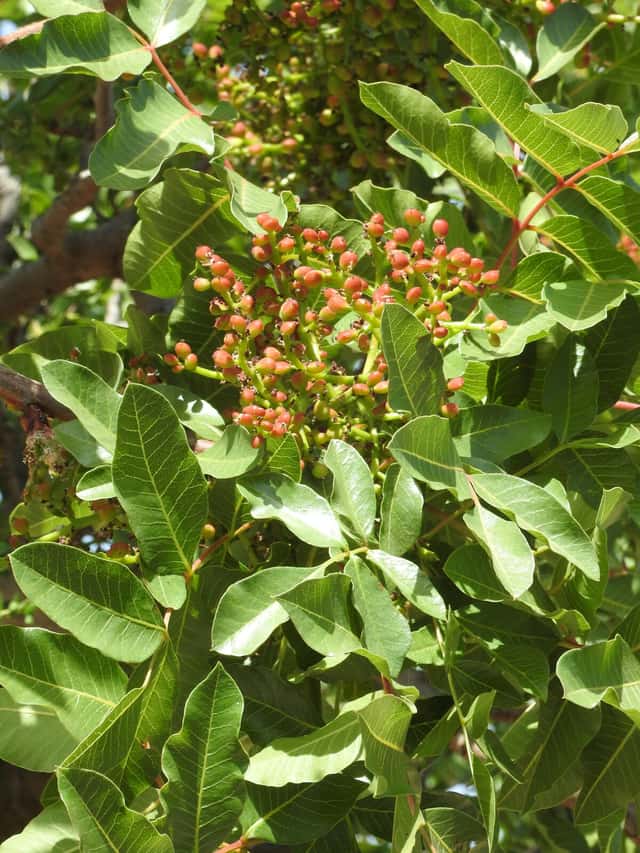 Terebinth