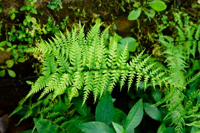 Samambaia-prateada