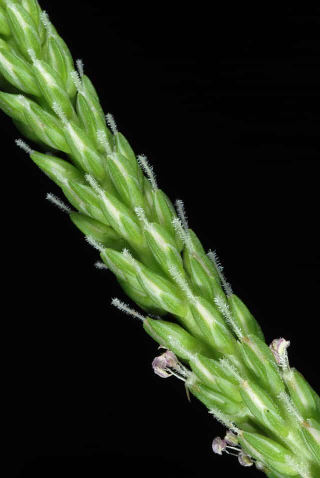 Blackseed Plantain