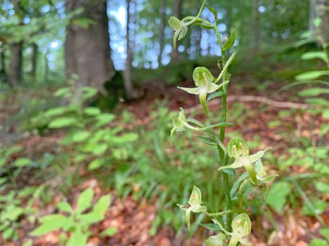 Greater Butterfly-orchid