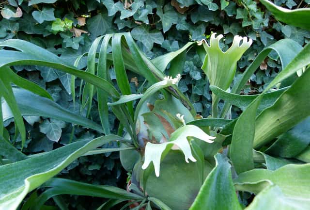 Elkhorn Fern