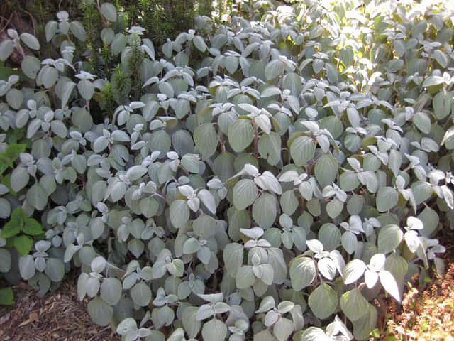 Plectranthus argenté