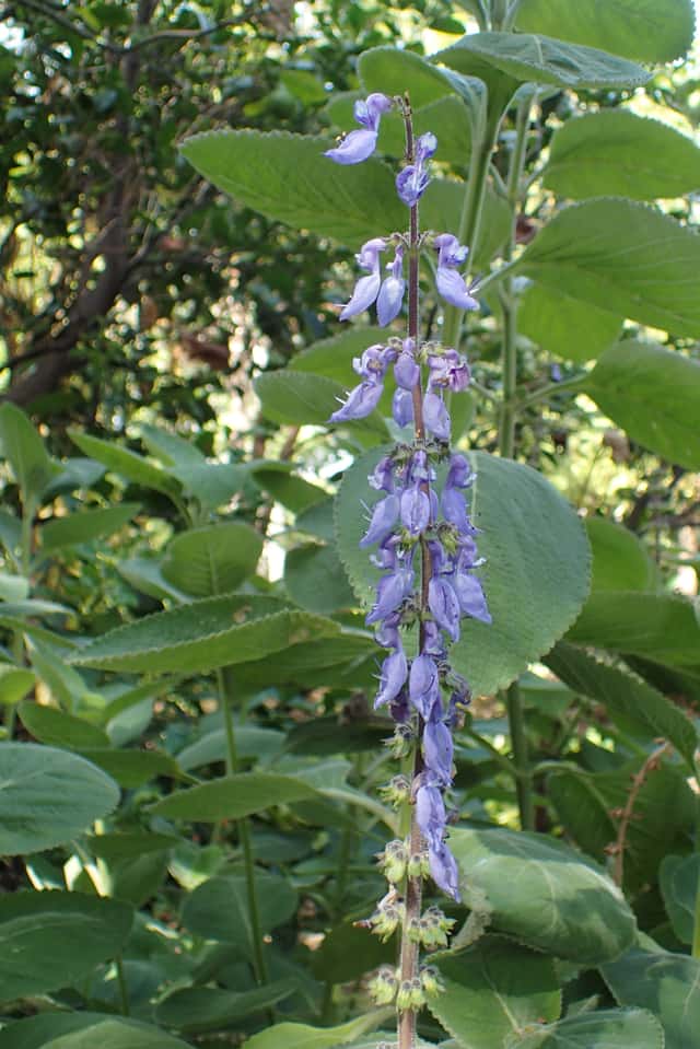Indian Coleus